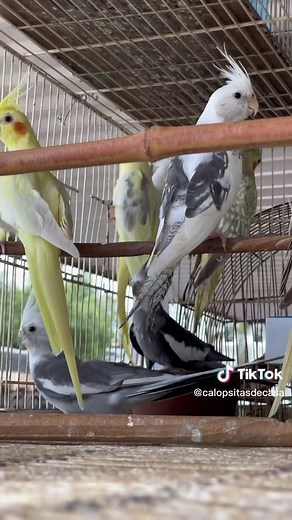 Quanto custa uma calopsita na sua cidade? Comenta aqui!