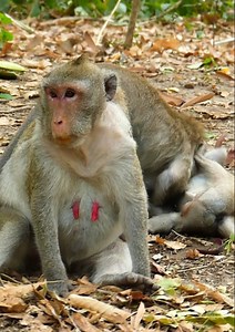 Jane' Family! today little monkey is come to visit mom Jane and she is playing with Jinx around mom Jane... | Jane Family