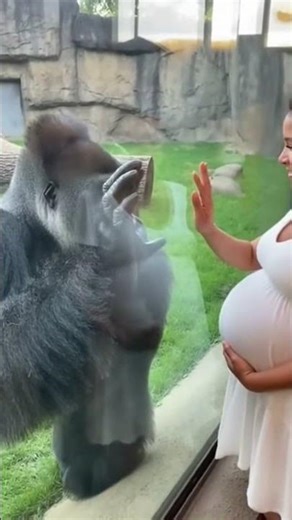 This Gorilla Knew She Was Pregnant... 🤯
