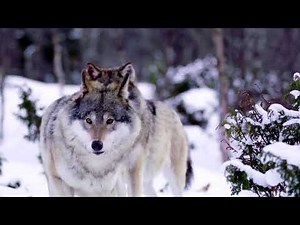 "How Wolves Communicate: Nature's Own Social Network Unveiled in the Wild!"
