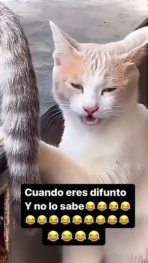 Humor 😂😂. #WalterFalcon #humorviral #funnyreels #risas #funny | Walter Falcón