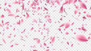 Sakura Cherry Blossom Falling Alpha