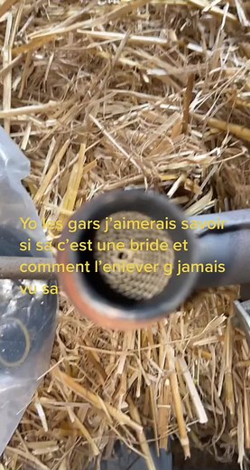 Is This a Bong? Understanding Unique Smoking Devices