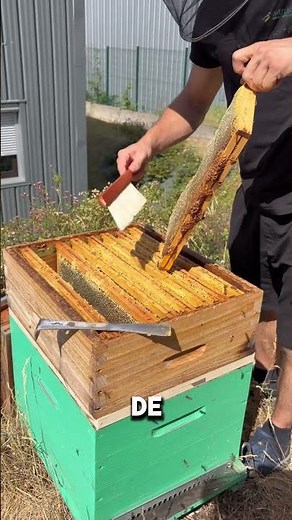 Utiliser un chasse-abeilles en apiculture