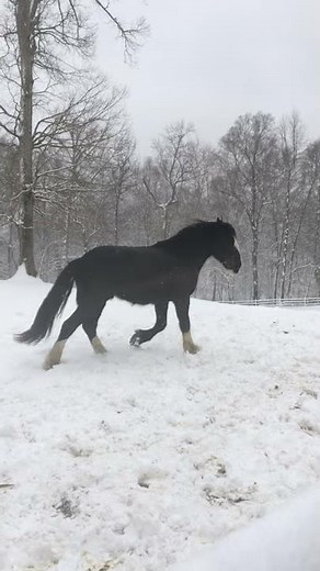 Snow Day with the Busch Gardens Clydesdales | Busch Gardens Williamsburg VA