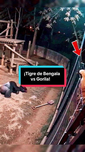 ¡Tigre de Bengala vs Gorila! #tigredebengala #vs #gorila #animalessalvajes