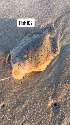 A strange flounder species, especially being caught on fly. Only ever caught a few of these, had one that was huge and popped off right at my feet. Cool fish if you hold em up to the light….. - - - - - - -#fish #fishing #fishin #fishinglife #fishing🐟 #fishing🎣 #fishingdaily #troutfish #troutfishing #trout #stripedbass #stripedbassfishing #striperfishing #striper #tautog #blackfish #jigging #flyfish #flyfishing #fallrun #fallfishing #fishingtrip #troutonthefly #troutofinsta #troutflyfishing #fl