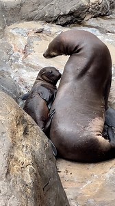 9 babies sea lion at seaworld #seaworldorlando | Eryka Travel