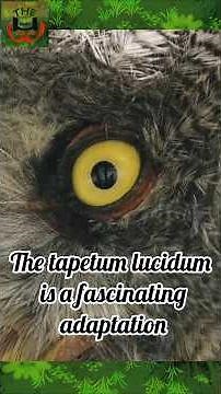 The Magic Mystery Behind Glowing Eyes in the Dark - Tapetum Lucidum #urbanwildlife #animals