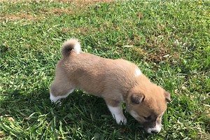 Abby - Shiba Inu Puppy 6696B5