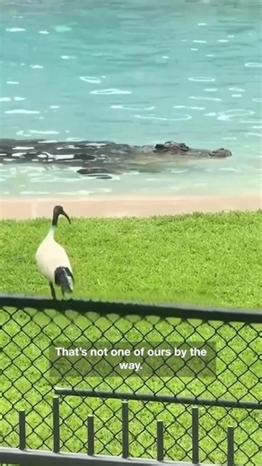 This could've ended badly when a pair of Ibises wandered into Robert Irwin's crocodile show at Australia Zoo.