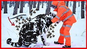 Albino Cougar Infested by Hive Swarm Parasite (HS-91) Rescued by Lone Traveler | เที่ยวทั่วโลกกับ CP Holidays