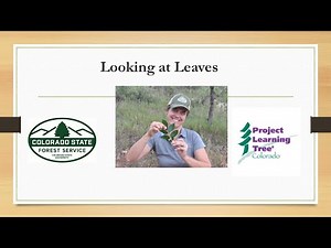PLT Activity in Action: Looking at Leaves