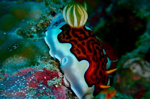 What Do Sea Turtles Eat? | Olive Ridley Project