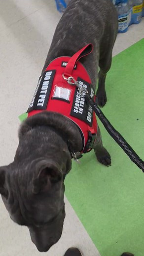 This video is from one of my customers. He has the temperament to be a service dog, he is in training to be a real certified service dog which speaks volumes when it comes to temperament in our dogs. He has correct head structure. I’m very proud of this boy beautiful boy. This is what a good corso should be like all around. | Mid Tn Cane Corso