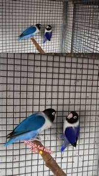 my favourite lovebirds Df Violet mask #lovebirds #aviary
