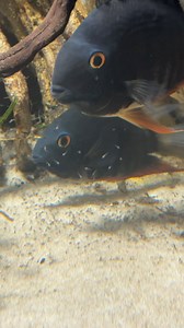 3.5K reactions · 134 shares | A look around the 2,000g…. #aquarium #fish #fishtank #fishtanks #plantedtank #plantedaquarium #animals #cichlid #cichlidtank #bettafish #tetra #monsteraquarium | UaruJoey | Facebook