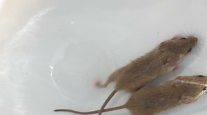 mouse running, view from above over white background