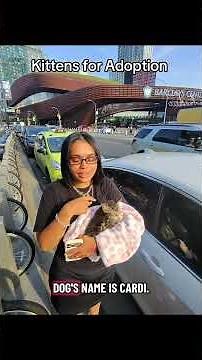 Kittens for adoption #catshorts #cat #kittensofinstagram #rehoming