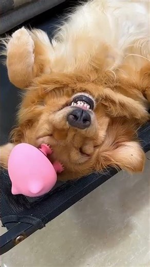 Funny Cats and Dogs Compilation #12