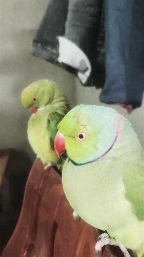cute parrot voice video #parrot #talkingparot