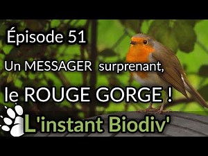 Ep51 Un messager surprenant, le rouge gorge familier !