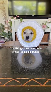 352K views · 19K reactions | Five things that are cute when dogs do them but not when people do them  #staffies #doglovers #doglife #rescuedogs #dogvideos #dogoftheday #rescuedog #seniordog #crochet #crochetaddict #cute #dogs #dogvideos #cutedogs #dogmom | Sookie and Ivy | Facebook