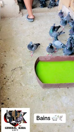 #pigeonlovers #senegal #generalkaraloft