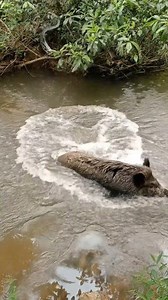 Pig VS Snake VS Piranha 😱 #pig #snake #fish | Nurhayana Citumorang