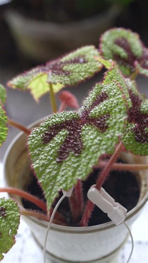 Biofeedback of Begonia plant 🪴 #generativemusic #modularsynth #plants #ambientmusic #tanaman