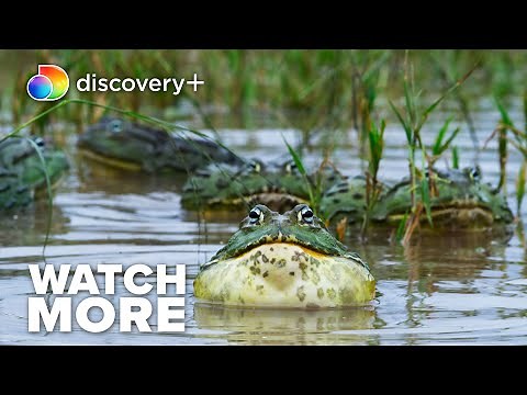 African Bullfrogs Leap Into the Mating Pool | The Mating Game | discovery+
