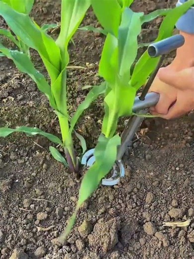 Transplanting process of corn seedlings using creative tools