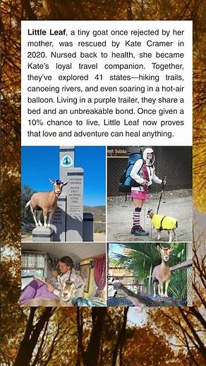 Little Leaf: The Goat Who’s Seen More of America Than Most People