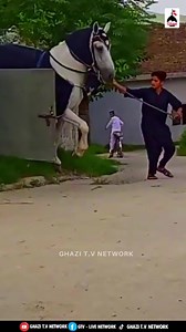 739K views · 10K reactions | Shabeeh e Zuljanah (Masha Allah) ❤️ | GTV - Live Network | Facebook