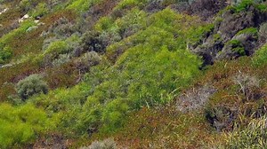 Bush, Environment, Green. Free Stock Video