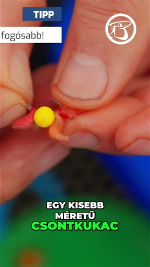 Nézz bele! - Dunai márnahorgászat új alapokon - Teljes módszer bemutatása