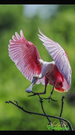Roseate Spoonbill at High Island