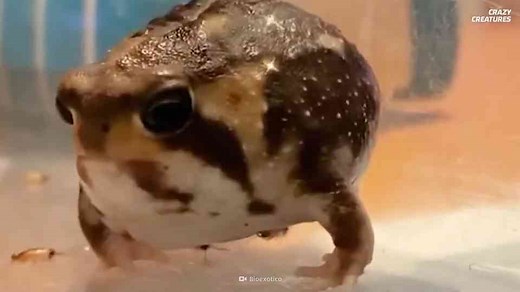 This frog sounds like a squeaky toy