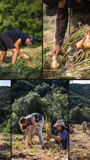 📽 L'Oignon doux des Cévennes AOP, les années passent, les gestes perdurent. Crédit photo : © Olivier Octobre © Th. Fesquet, association Vis à Vis. Merci pour ces magnifiques clichés. | Association de Défense de l'Oignon doux des Cévennes