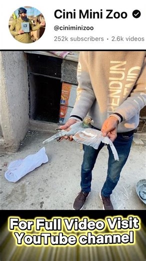 Lal Band Kach Para pigeon Tam #pigeon #pigeons #viralshort