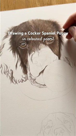 ✍🏼 Cocker spaniel drawing in coloured pencils . Puppy drawing #brownspaniel #dogdrawing #dogart
