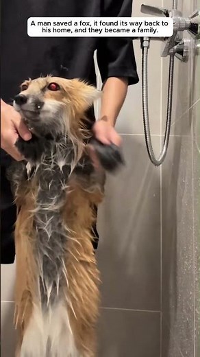 A man rescued a fox that was caught in a trap.