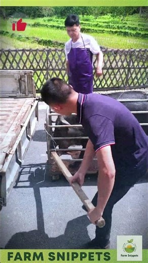 Loading a Powerful Wild Boar onto the Truck 🐗🚛💪