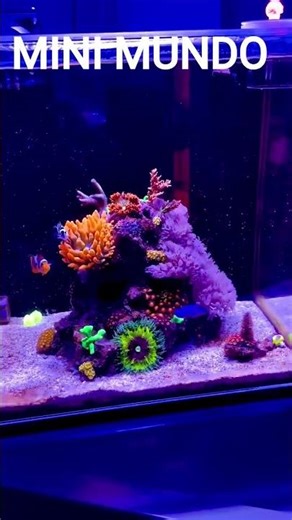 Pico Reef um mini mundo subaquático