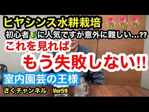 【ヒヤシンス水耕栽培】昭和・平成時代の方は必ずやったことがあるヒヤシンス水耕栽培。今、再ブレイク中!!室内園芸でも大人気!!失敗しないために注意した事Ver59【ヒヤシンス】【水耕栽培】【失敗】