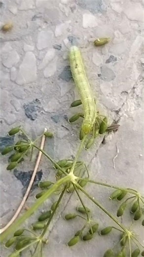 Inchworm Walk 🐛Lime #inchworm #caterpillar #entomology #larva#zoology #zoologyshorts #nature#biology