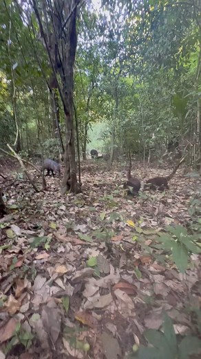 🇨🇷5 especies diferentes compartiendo el mismo espacio, los monos araña que tiraban los frutos, el tapir, los sainos y los pizotes comiendo las frutas y YO que tomaba el video. 🇺🇸5 different species sharing the same space, the spider monkeys throwing the fruits, the tapir, the pecaries and the coatis eating the fruits and ME taking the video. | Dionisio Paniagua