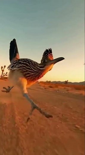 Is a Road Runner Faster Than a Car?