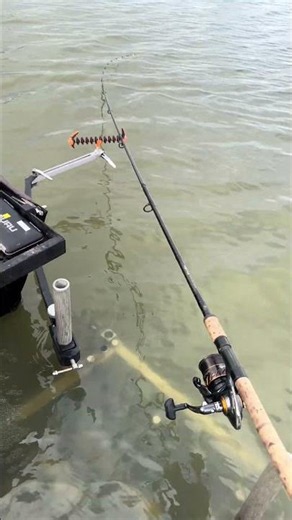💯 𝗧𝗛𝗔𝗧 𝗠𝗜𝗚𝗛𝗧 𝗕𝗘 𝗢𝗡! Powering up feeders with POWERFULLY THICK Sensate™ Fish Accelerant ⚡️