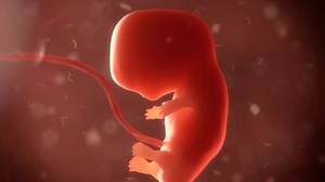 Embryo timelapse of child born.